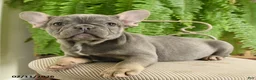 French Bulldog dogs for sale: Taffy - Ad 5