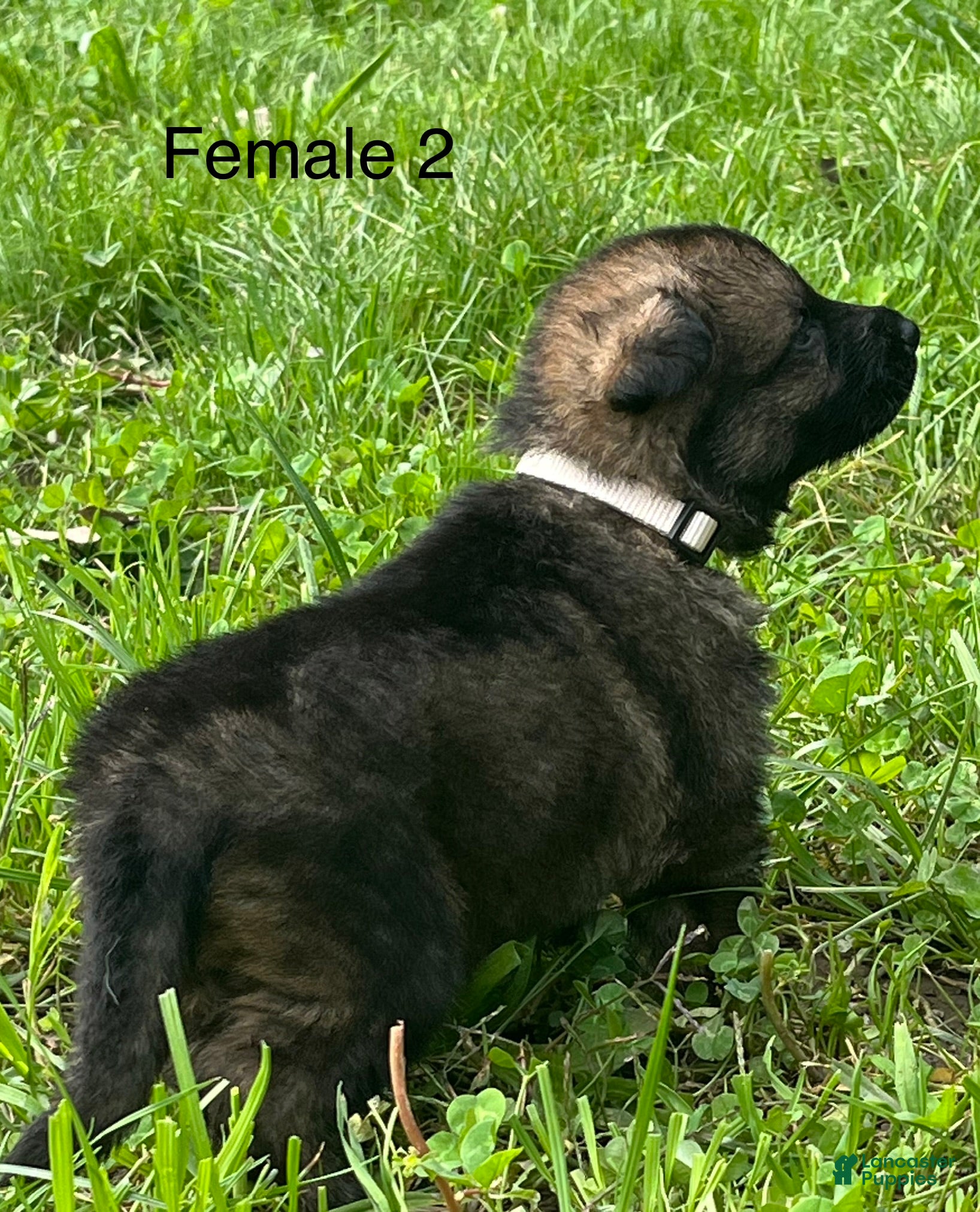 German Shepherd dogs German Shepherd 2 - Ad 2