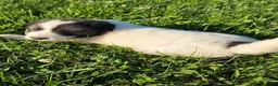 Great Pyrenees dogs for sale: Cupid - Ad 1