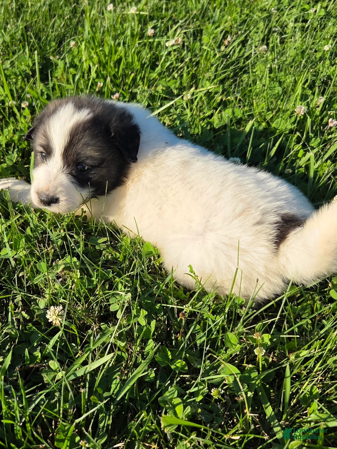 Great Pyrenees dogs for sale: Cupid - Ad 1