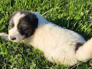Great Pyrenees dogs for sale: Cupid - Ad 2