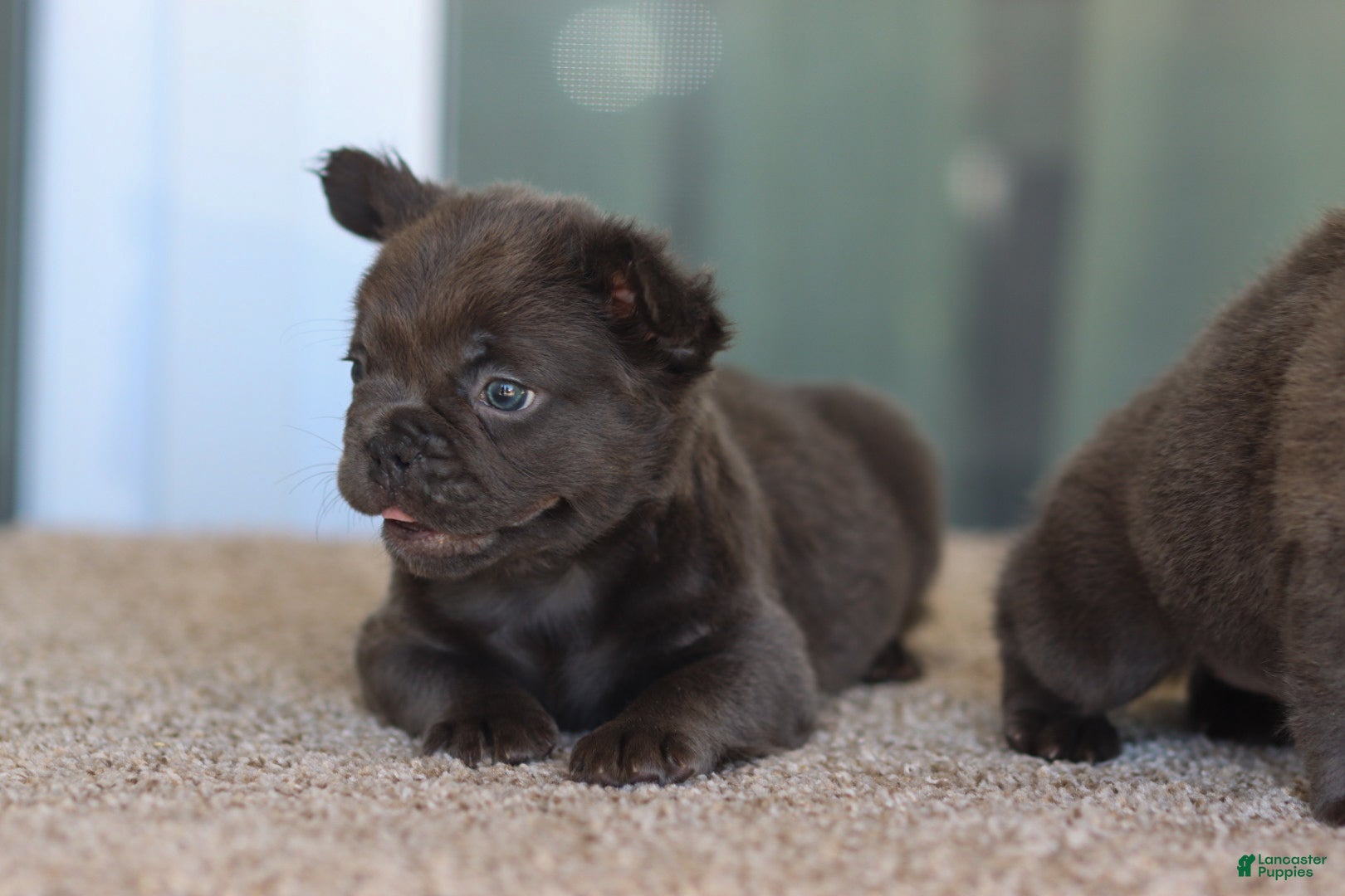French Bulldog dogs French Bulldog Girl 1 - Ad 2