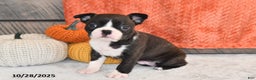Boston Terrier dogs for sale: Flicka - Ad 10