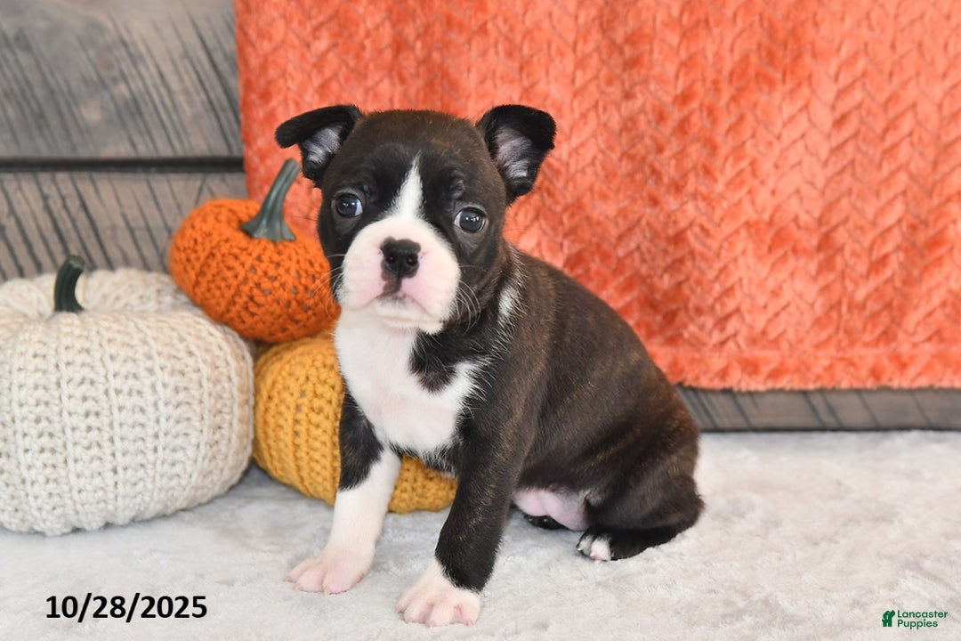 Boston Terrier dogs for sale: Flicka - Ad 10