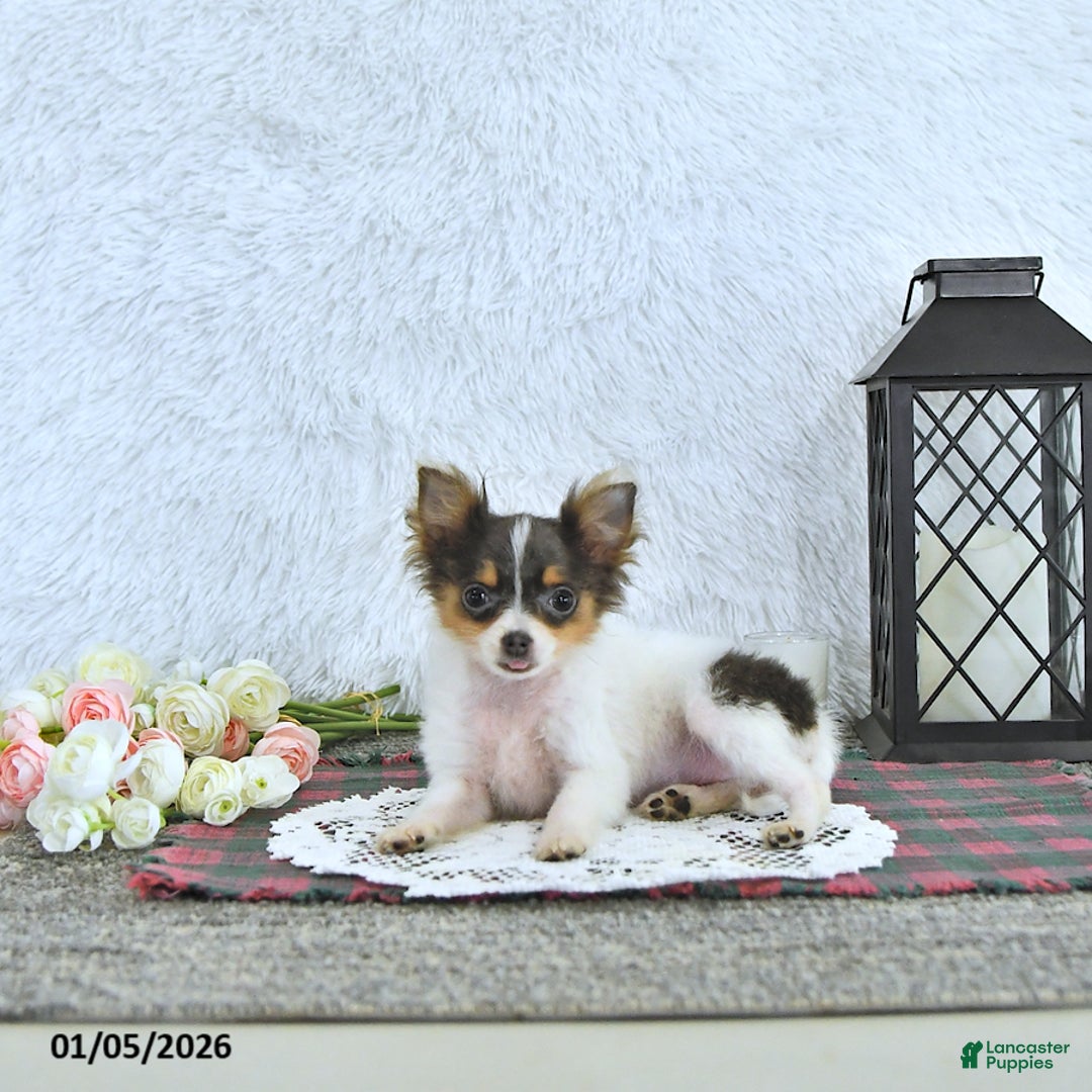 Pomeranian dogs for sale: Lilly - Ad 3