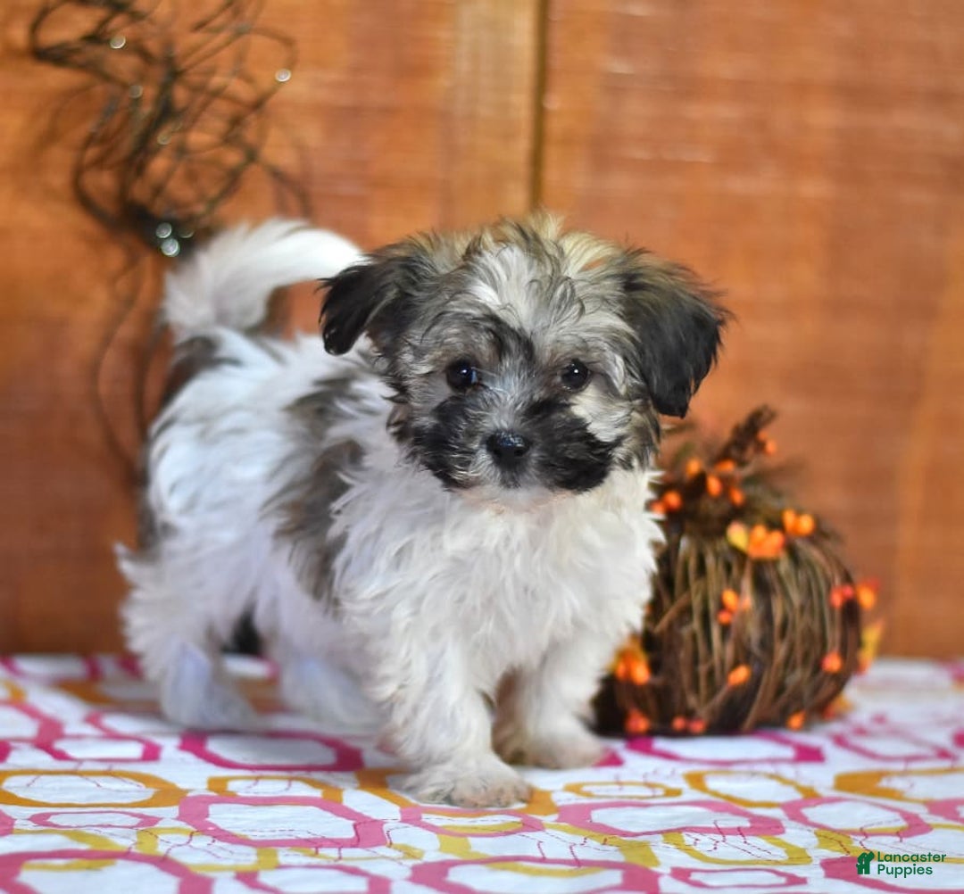 Gallery Image {{count}}