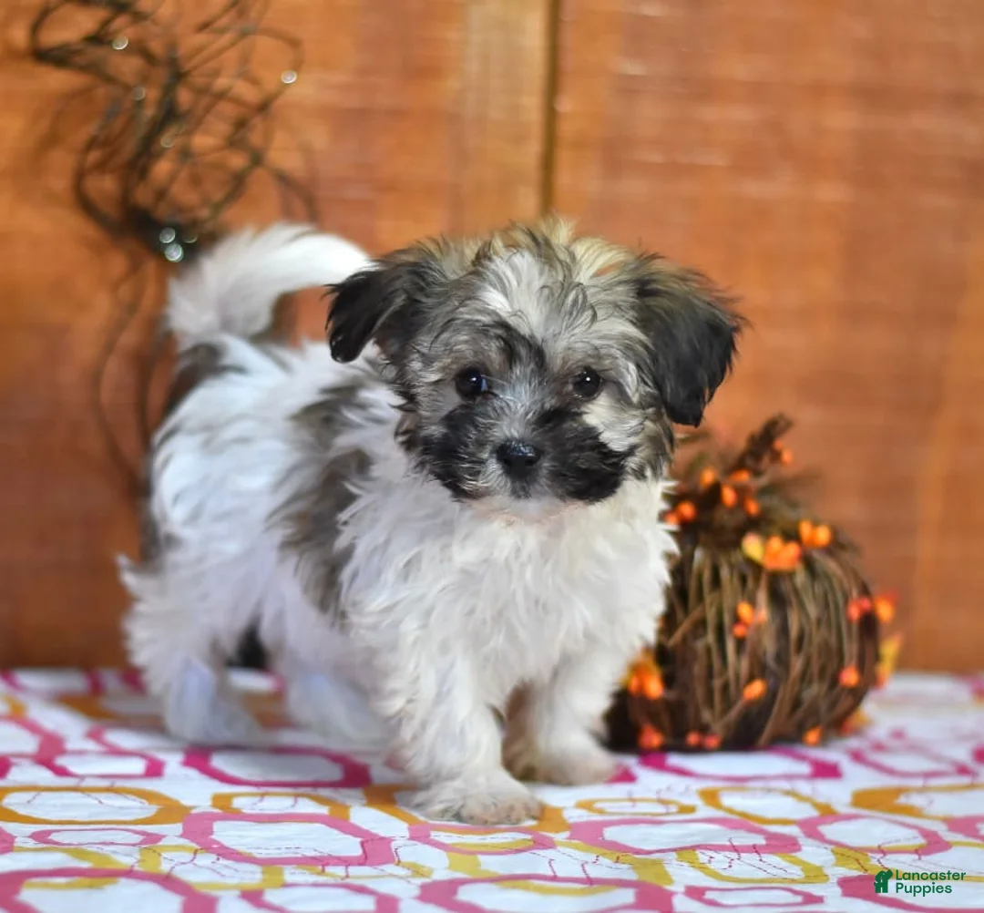 Gallery Image {{count}}