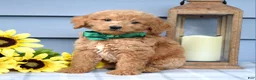 Goldendoodle dogs for sale: Finn - Ad 4