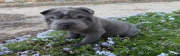 Shar Pei dogs for sale: Mickey - Ad 5