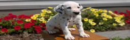 Dalmatian dogs for sale: Riley - Ad 5