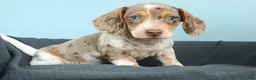 Miniature Dachshund dogs for sale: Sunny - Ad 8