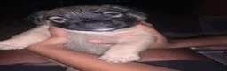 Mixed Breed dogs for sale: Red nose brindle pit bull mix with American mastiff  - Ad 1