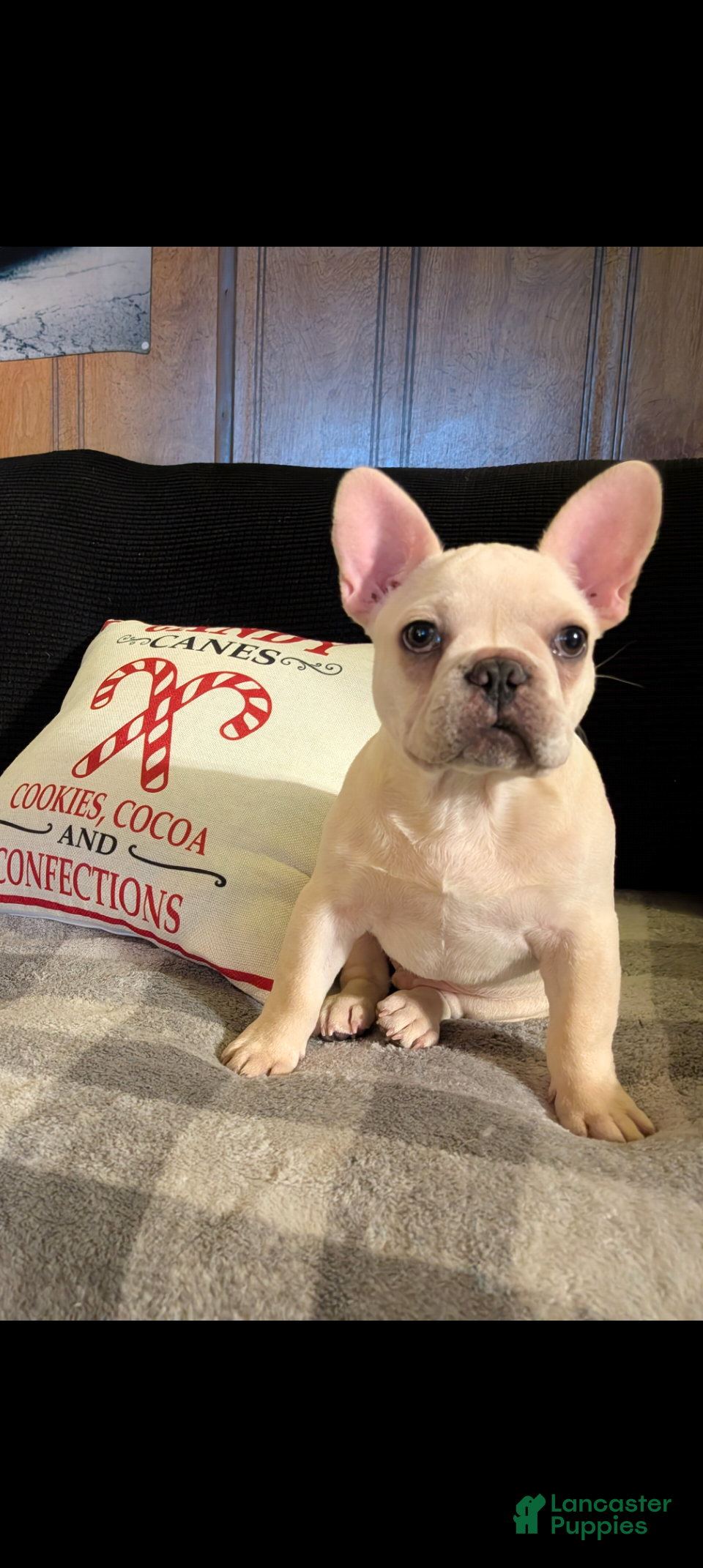 French Bulldog dogs Ricky - Ad 10