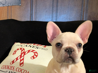 French Bulldog dogs Ricky - Ad 8