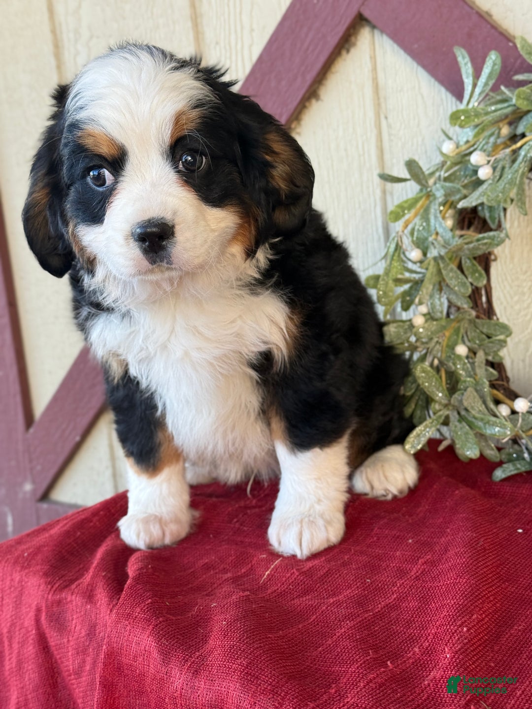 Miniature Bernese Mountain Dog dogs for sale: Ziggy - Ad 10
