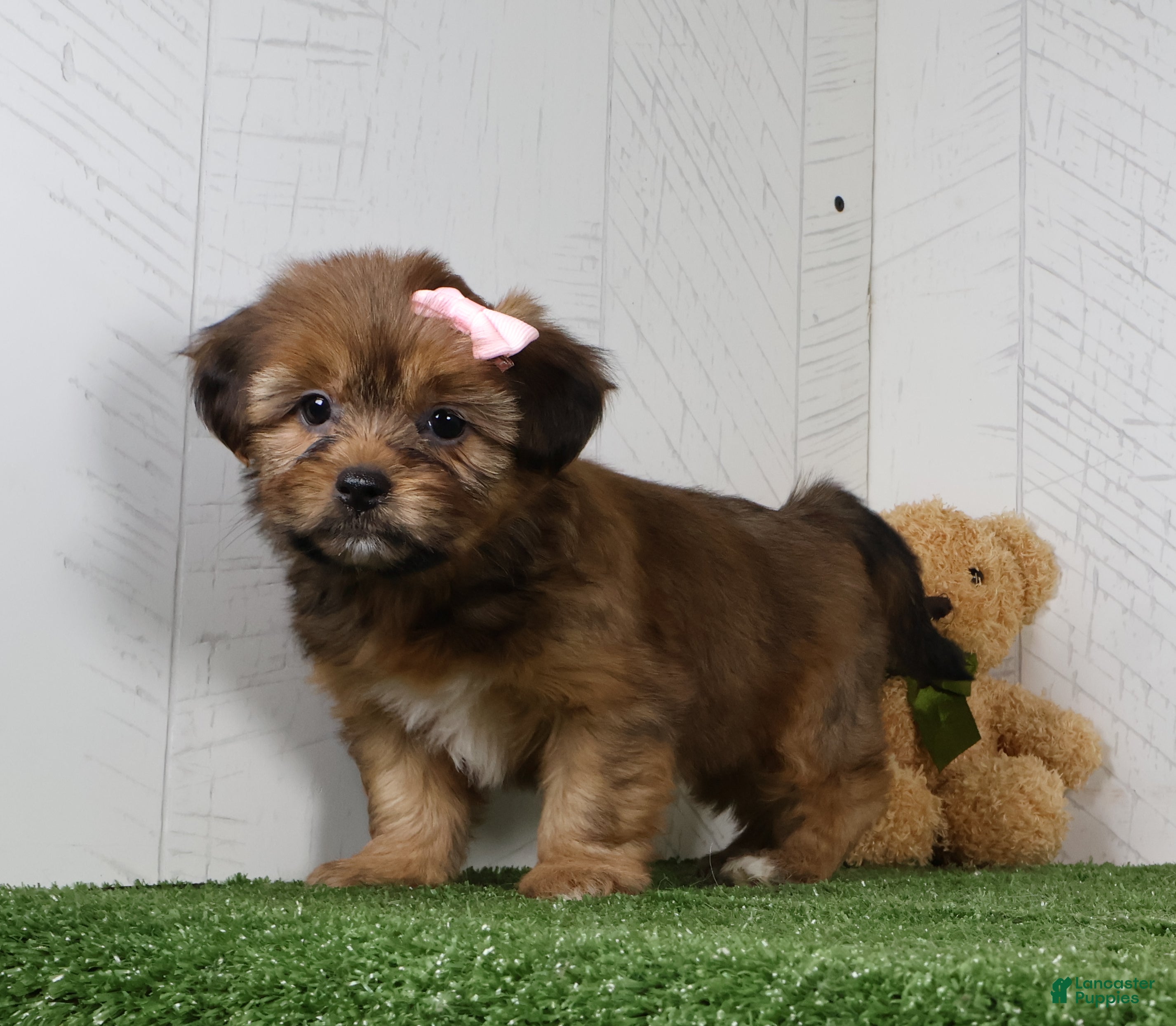 Shorkie dogs Kate - Ad 2