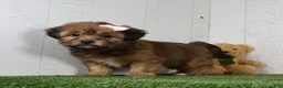 Shorkie dogs for sale: Kate - Ad 2