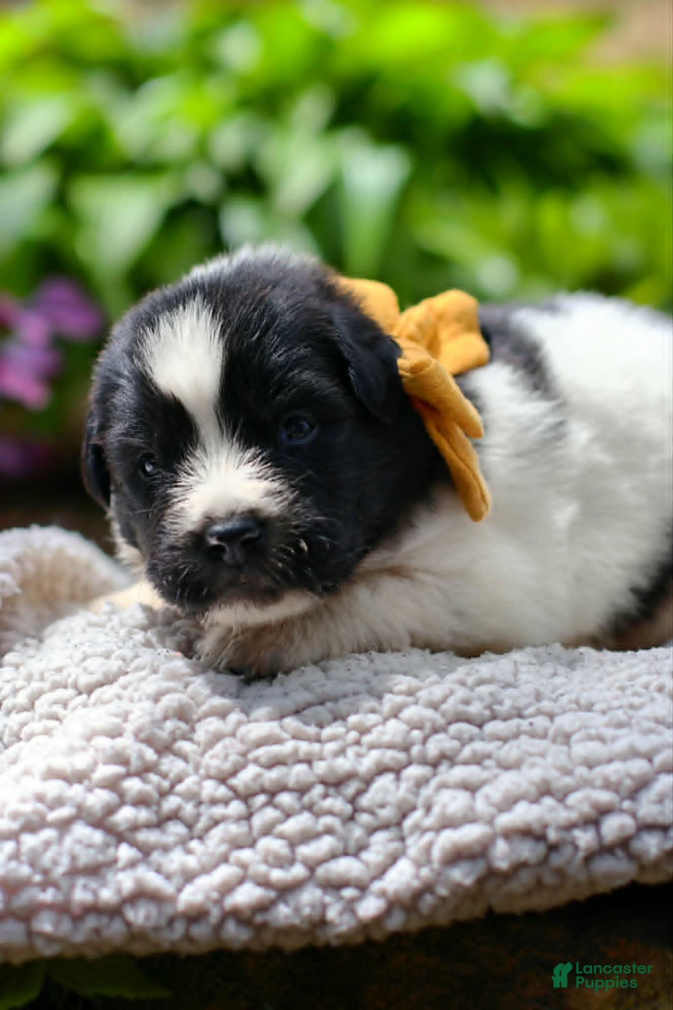 Newfoundland dogs Boo - Ad 2