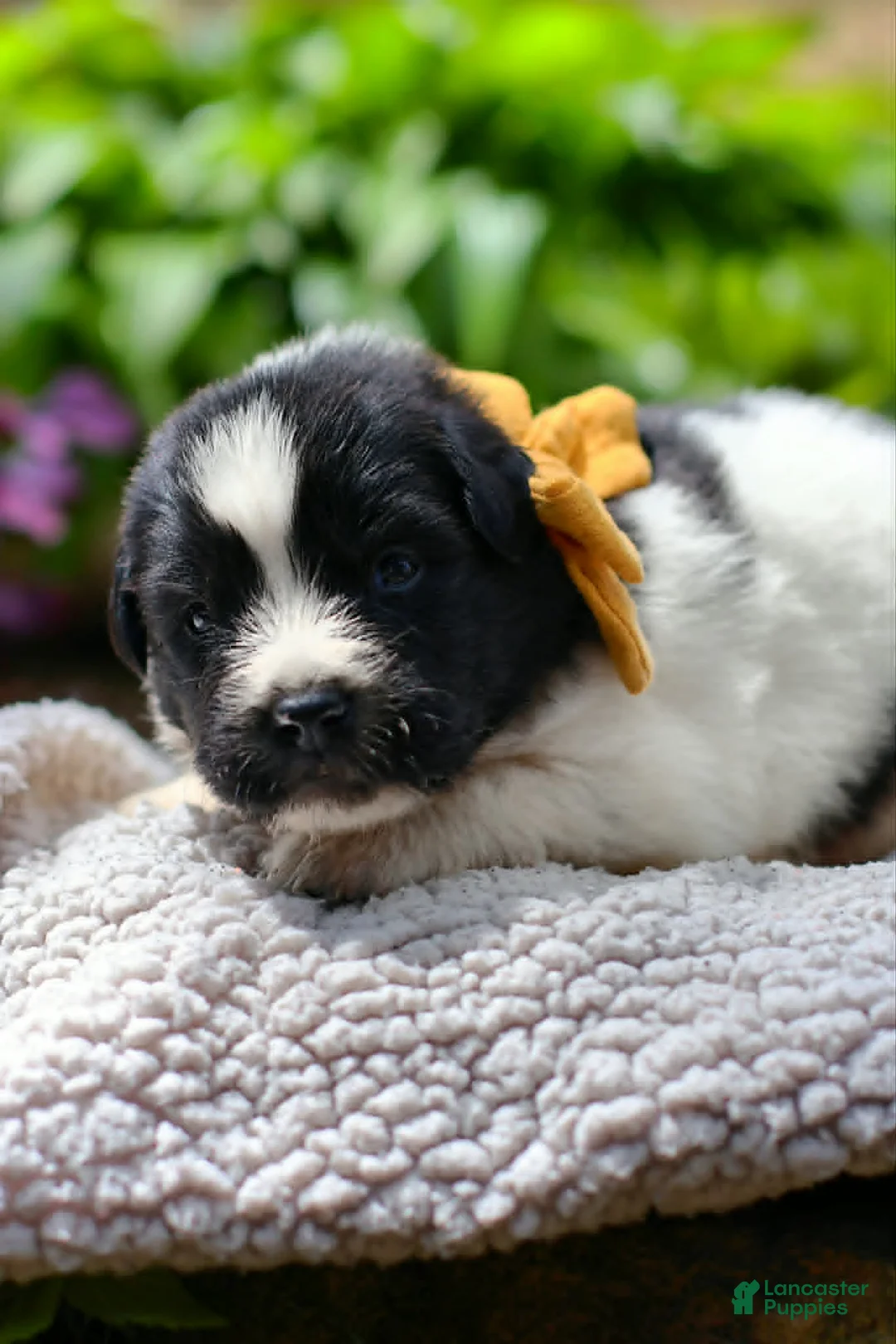 Newfoundland dogs for sale: Boo - Ad 2
