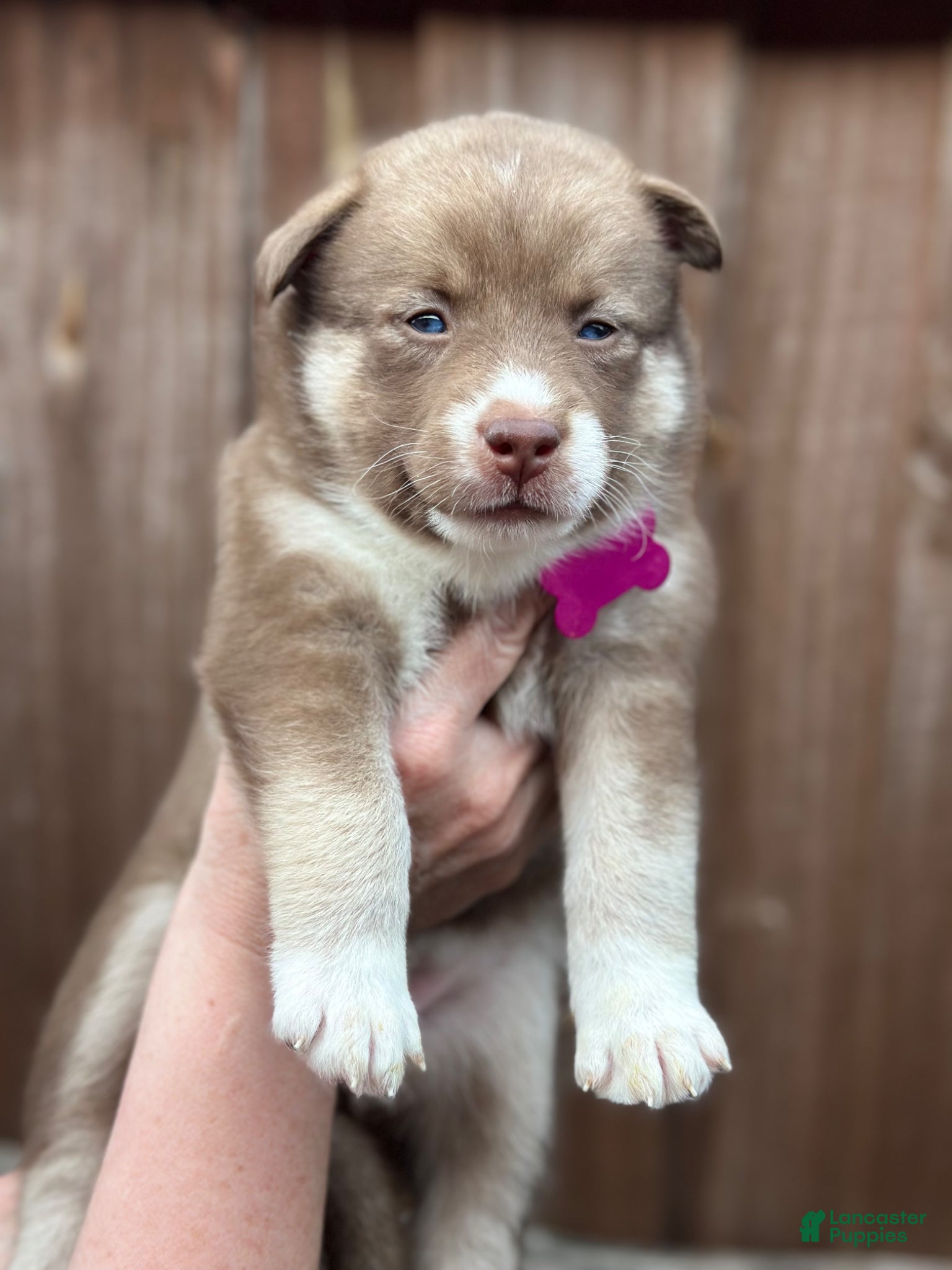 Pomsky dogs Sage - Ad 34