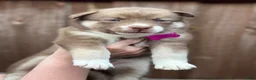 Pomsky dogs for sale: Sage - Ad 1