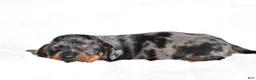 Miniature Dachshund dogs for sale: Hudson - Ad 6