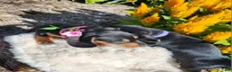 Miniature Dachshund dogs for sale: Zella - Ad 8