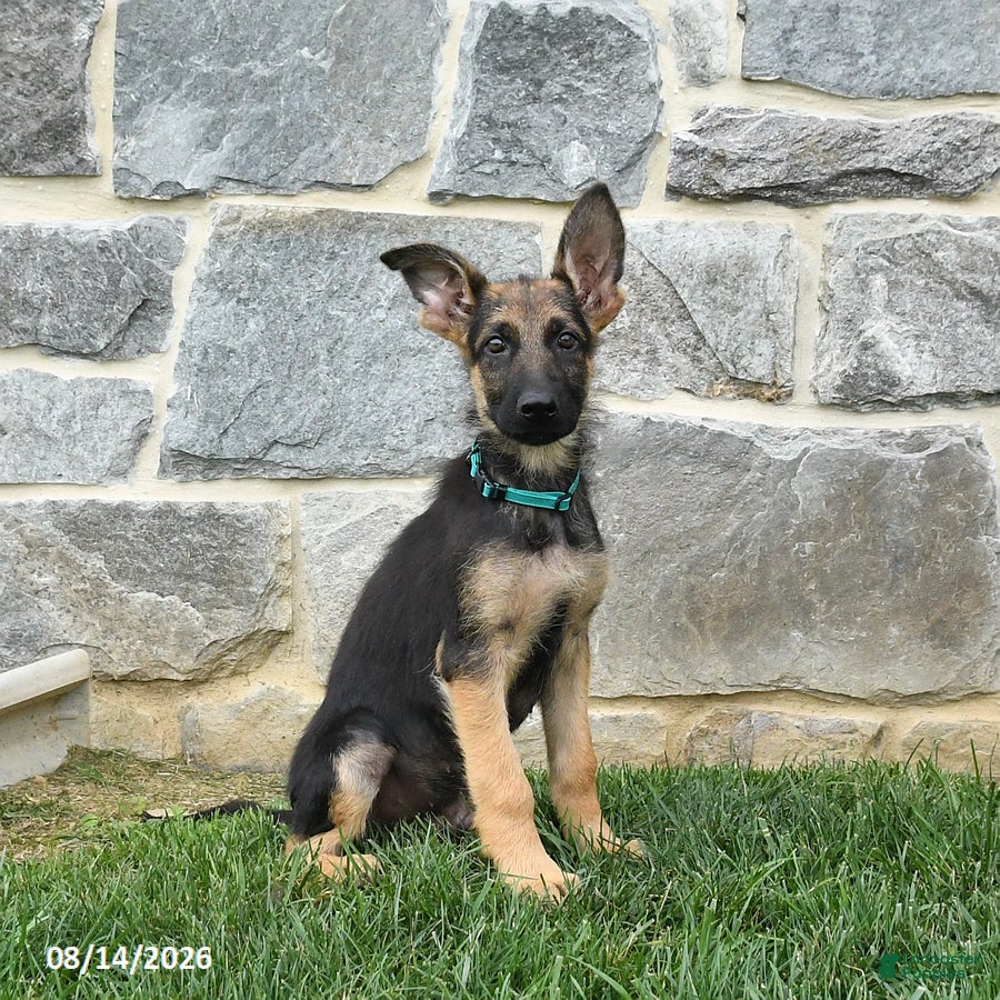 German Shepherd dogs Tanner - Ad 1