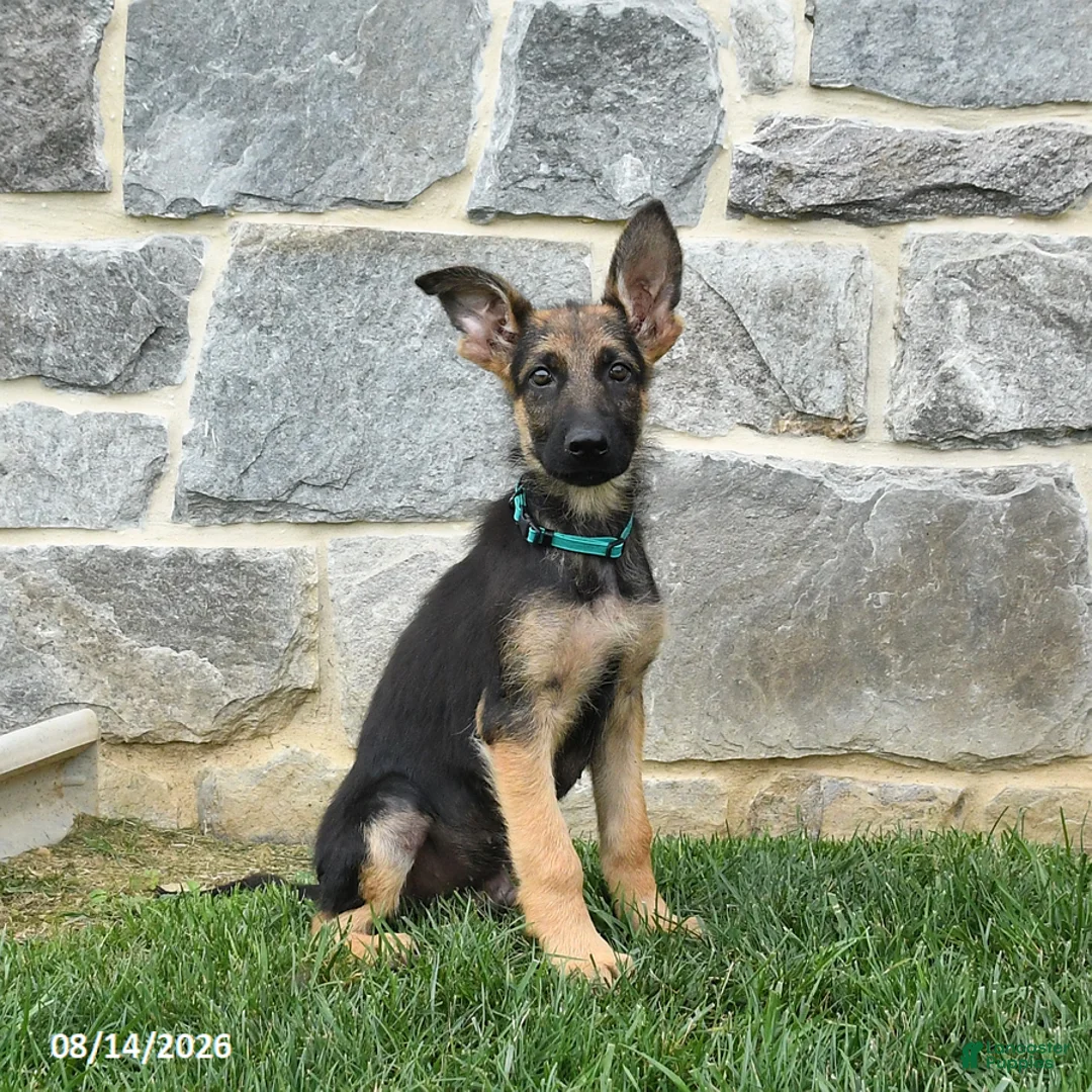 German Shepherd dogs for sale: Tanner - Ad 1