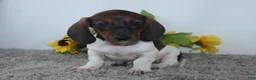 Miniature Dachshund dogs for sale: Jordan - Ad 1