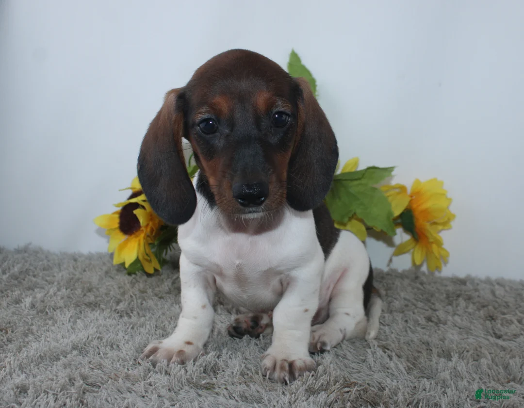 Miniature Dachshund dogs for sale: Jordan - Ad 1