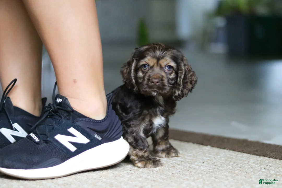 Cocker Spaniel dogs for sale: Daisy - Ad 1