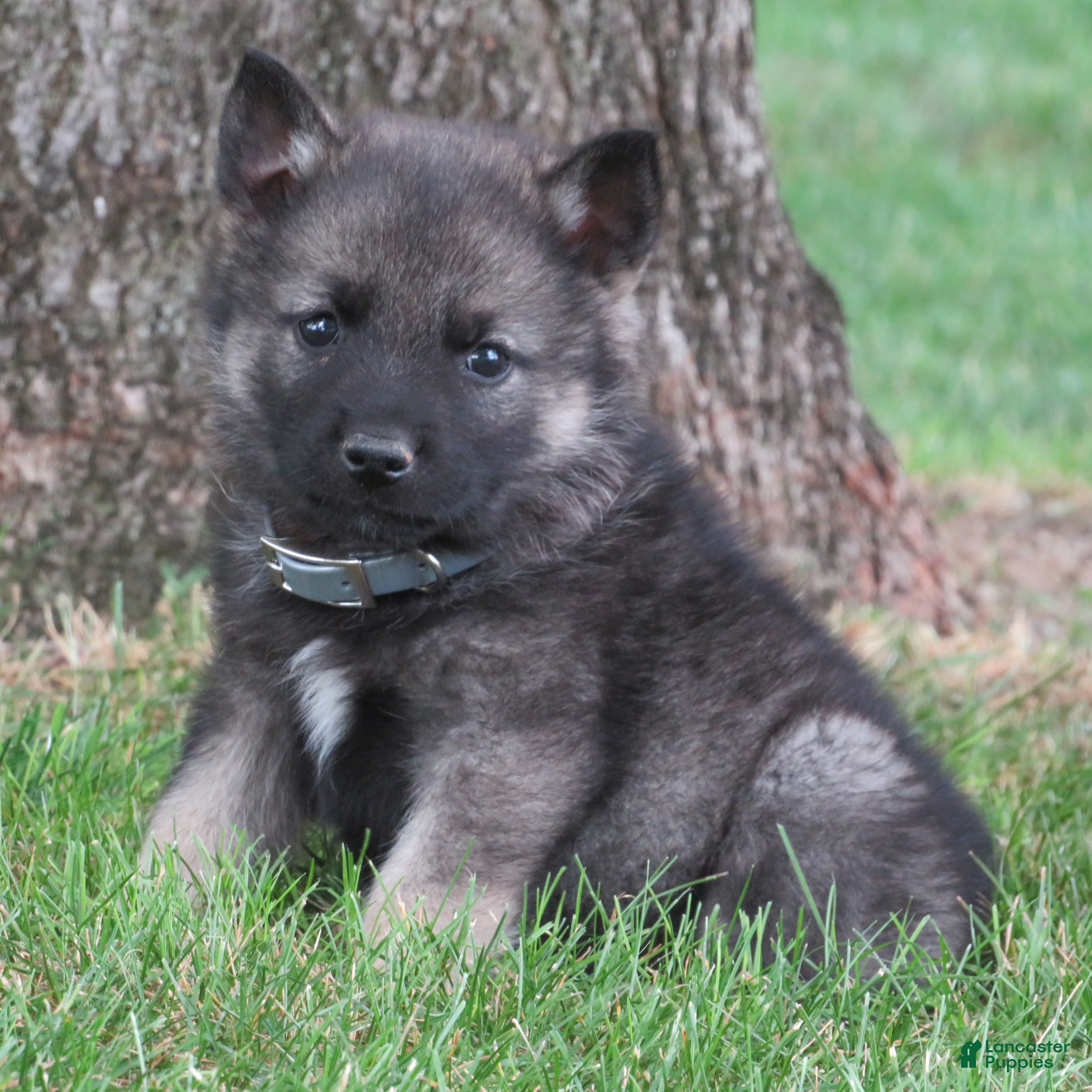 Norwegian Elkhound dogs Epic - Ad 4
