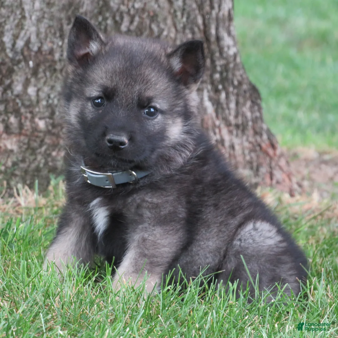 Norwegian Elkhound dogs for sale: Epic - Ad 1