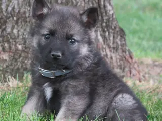 Norwegian Elkhound dogs Epic - Ad 4