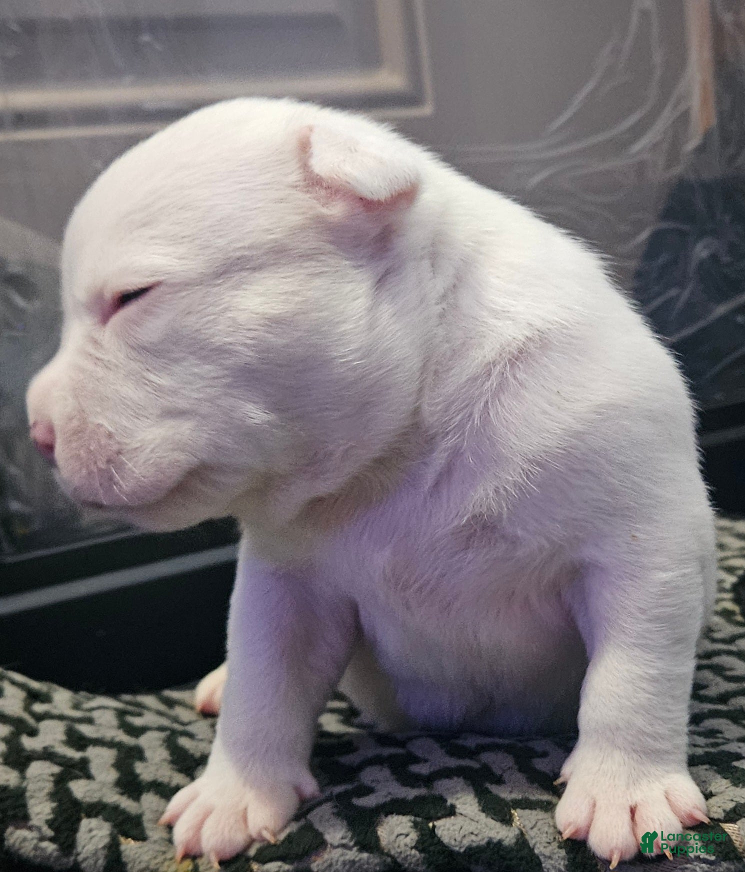 American Bully dogs White Male - Tatanka - Ad 2