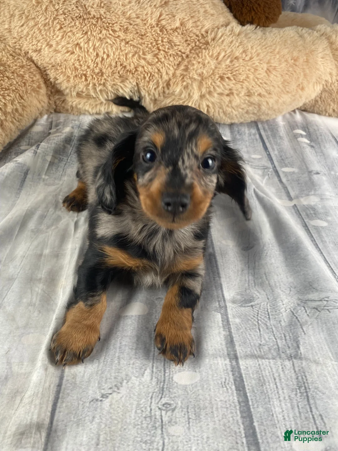 Miniature Dachshund dogs for sale: Molly - Ad 13