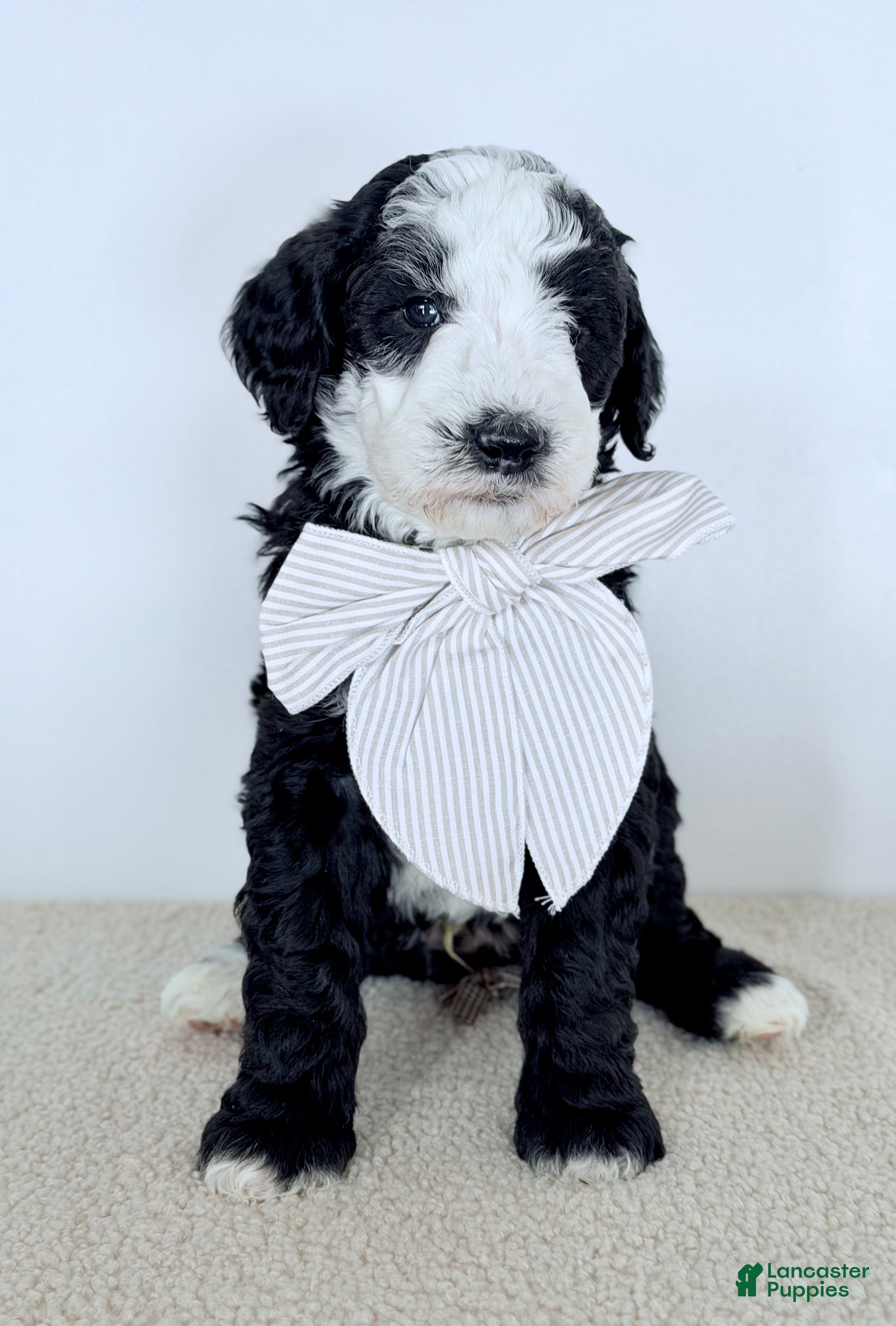 Bernedoodle dogs Shepherd  - Ad 2