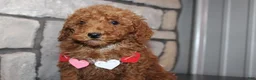 Miniature Poodle dogs for sale: AKC Piper - Ad 9