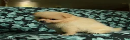 Pomeranian dogs for sale: Daffy - Ad 5