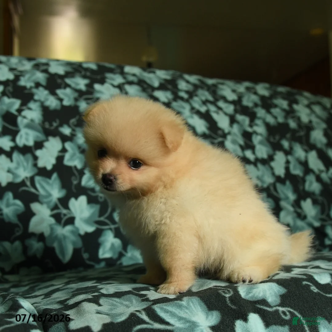 Pomeranian dogs for sale: Daffy - Ad 5