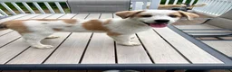 Mixed Breed dogs for sale: Harley - Ad 15
