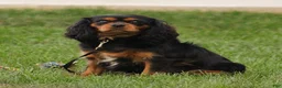 Cavalier King Charles Spaniel dogs for sale: Zane - Ad 8