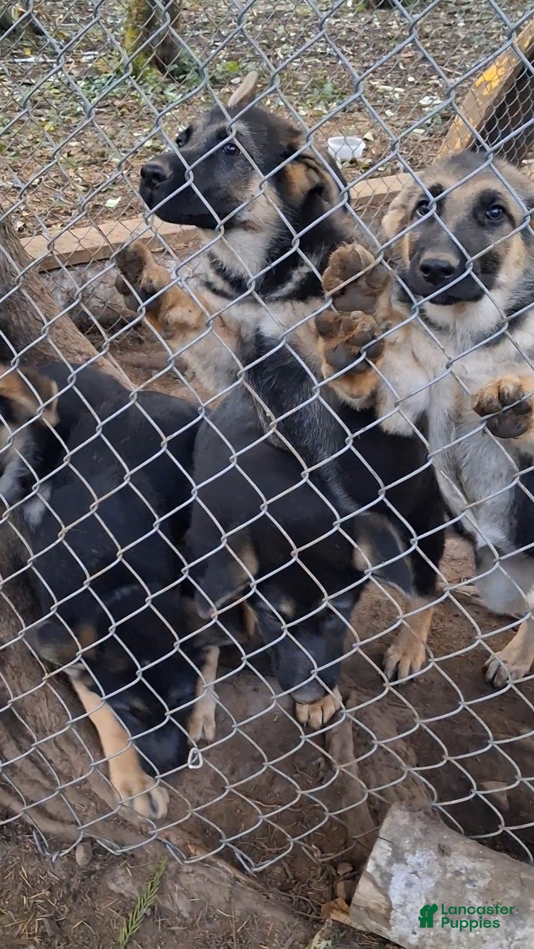 German Shepherd dogs for sale: German Shepherd Puppy 1 - Ad 10
