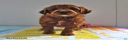 Mini Goldendoodle dogs for sale: Ranger - Ad 2