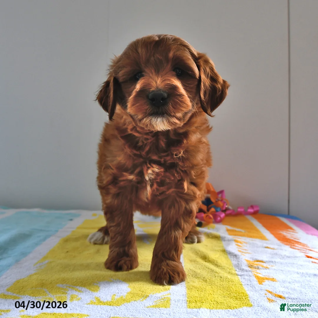 Mini Goldendoodle dogs for sale: Ranger - Ad 2