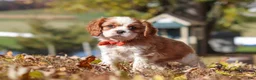 Cavalier King Charles Spaniel dogs for sale: Bingo - Ad 4