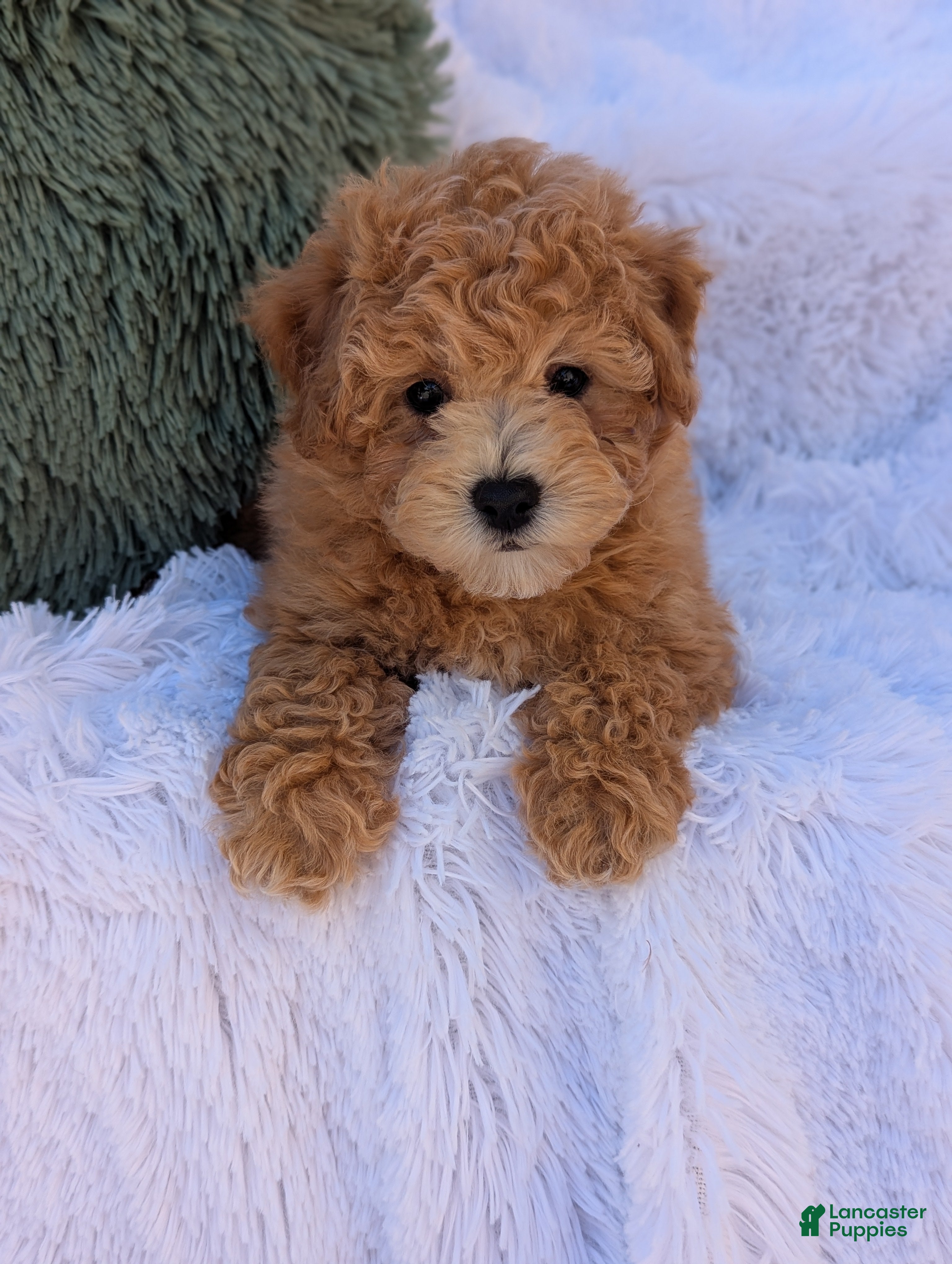 Bichpoo dogs for sale: Zeke  - Ad 1