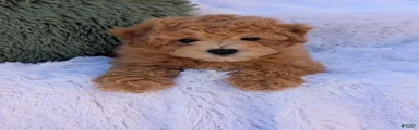 Zeke 