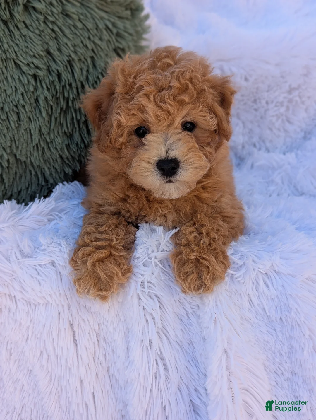 Bichpoo dogs for sale: Zeke  - Ad 1